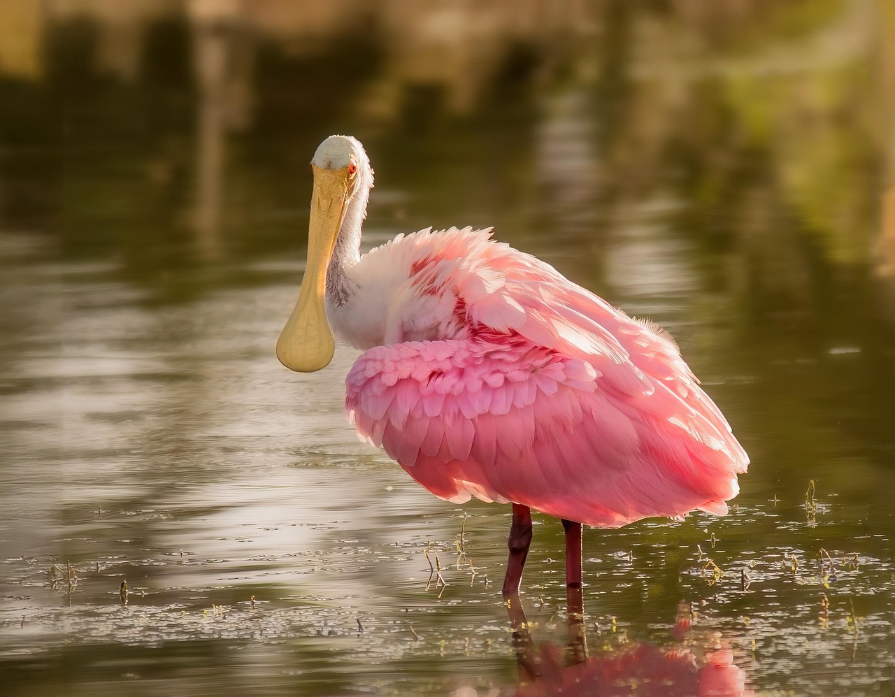 spoonbill